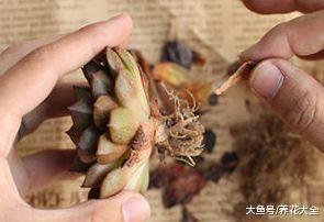 多肉不修根难怪养不好, 教你几招, 蹭蹭长满盆!