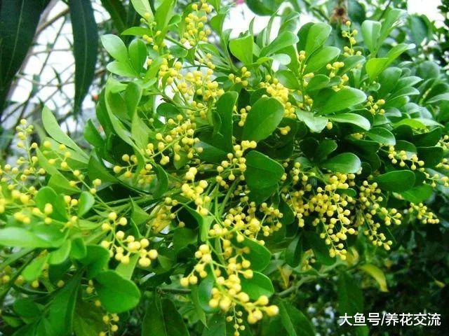 米兰用这些技巧养护, 可以保持常年开花, 花朵带迷人清香