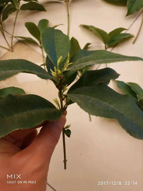 气温骤降10℃, 你家的花再不管, 秋冬肯定只剩盆!
