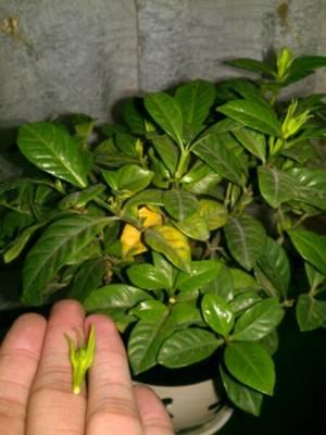 快住手! 这么养栀子花? 永远都是黄叶、不开花。 5个养护要点请记住。