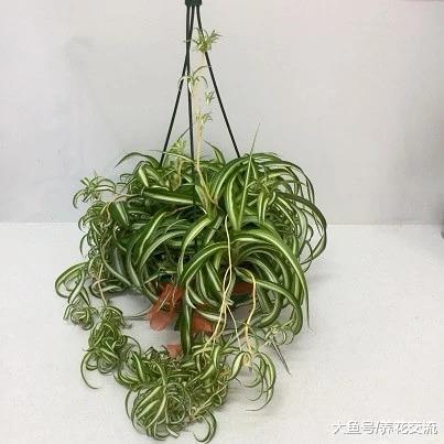 掌握三个技巧, 你的盆栽吊兰就能不断长匍匐茎