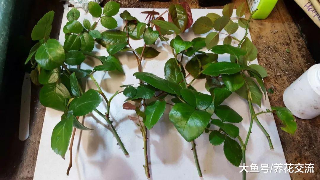 软木质枝条扦插繁殖的几个简单技巧, 让植物不断复制