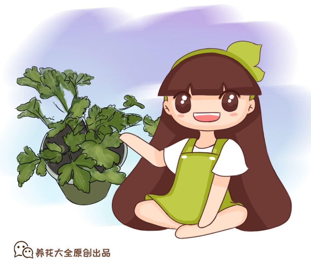 气温骤降, 再晚两天扦插, 连根都不长了!