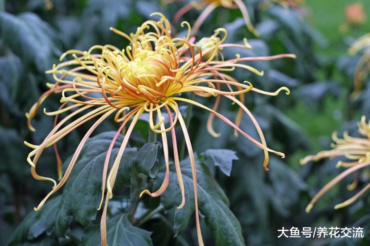 这些植物可以去除家里的臭味, 天然的空气清新剂
