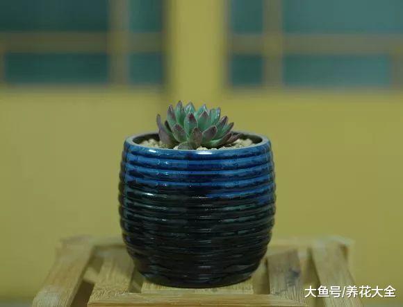 喝完的酒瓶别扔, 简单一改造, 可是肉肉们最爱的家!