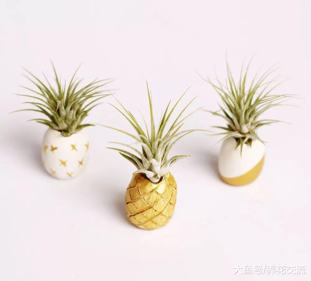 新手很适合养着几种特别难养死的室内植物, 养成靓丽的盆栽绿植
