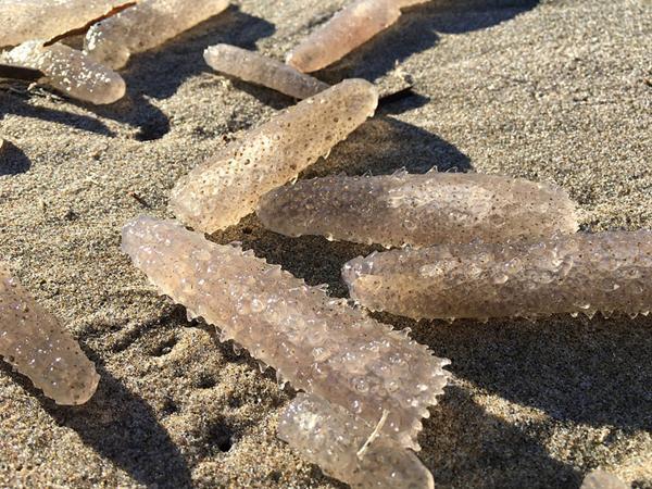 海滩边出现大量海洋物体, 当地科学家为此摸不着头脑