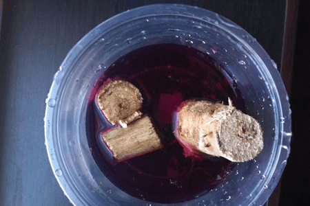 发财树养养就“烂根”, 用消毒水一泡, 枝叶能长更健壮!