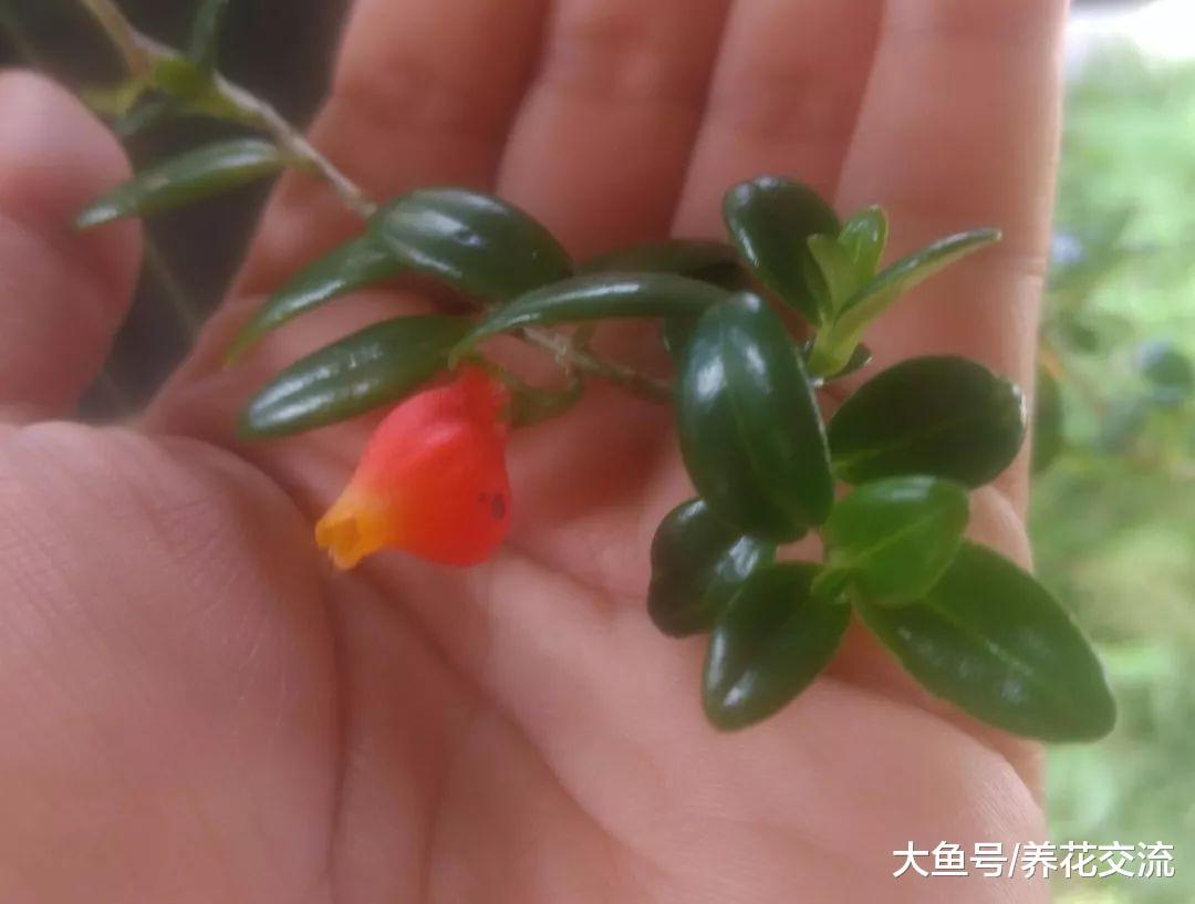 叶子带着迷人光泽的金鱼吊兰, 花朵如同长在分枝上的金鱼