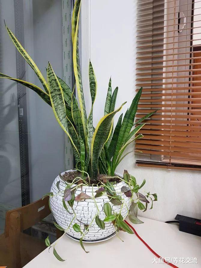 名字叫佛前香的虎皮兰, 你看到过它开花么?