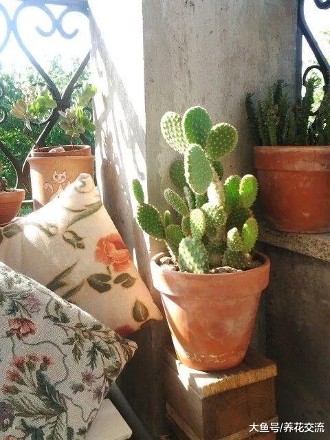 这些耐阴植物养办公室桌面上很适合, 养几年都不会挂