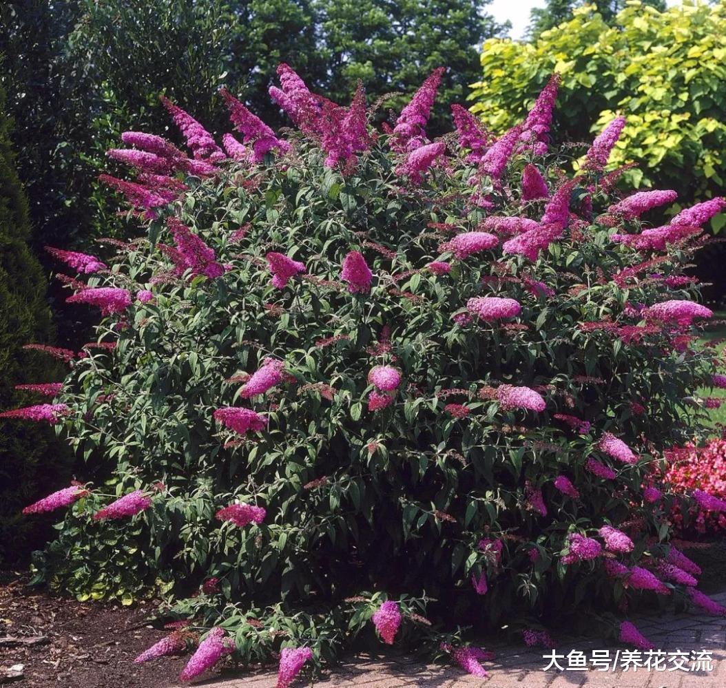 ?这6种开花植物都很适合种院子里, 每年都能开成一片花海