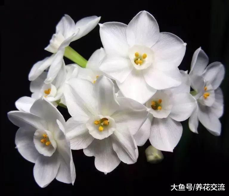 用一点酒精就可以很好地促进水仙开花, 你掌握这些技巧了么?