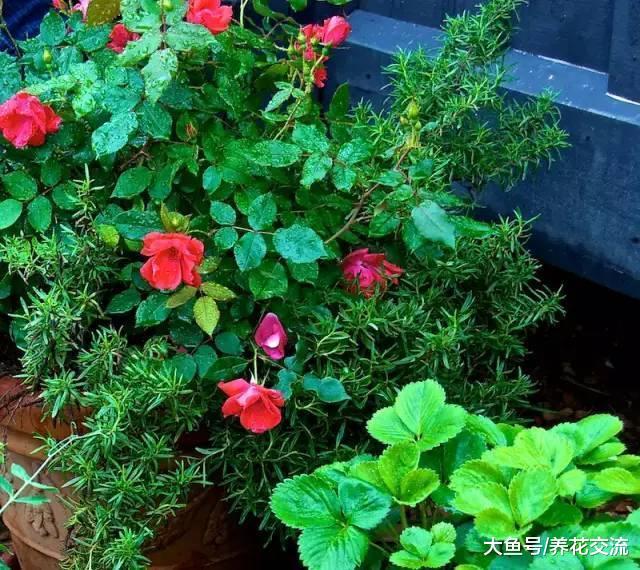 新手用花盆种玫瑰、月季, 你需要懂得这几个基本技巧