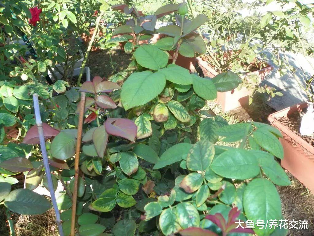 新手养的月季花特别容易挂掉, 做好下面这两点就非常关键