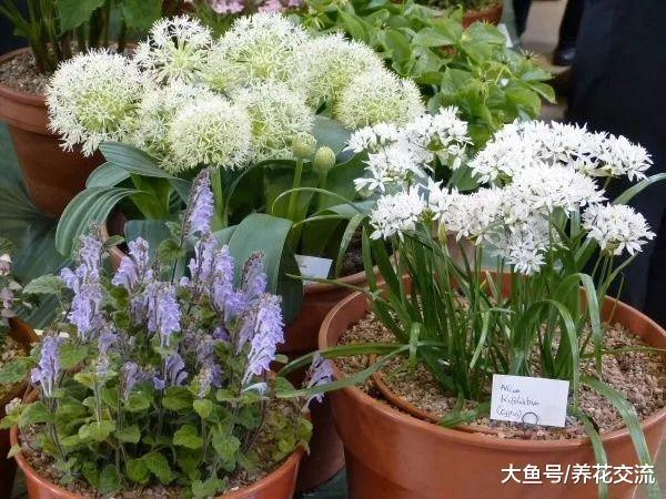 在院子里种满这些用来观赏的葱, 比郁金香和风信子还好看
