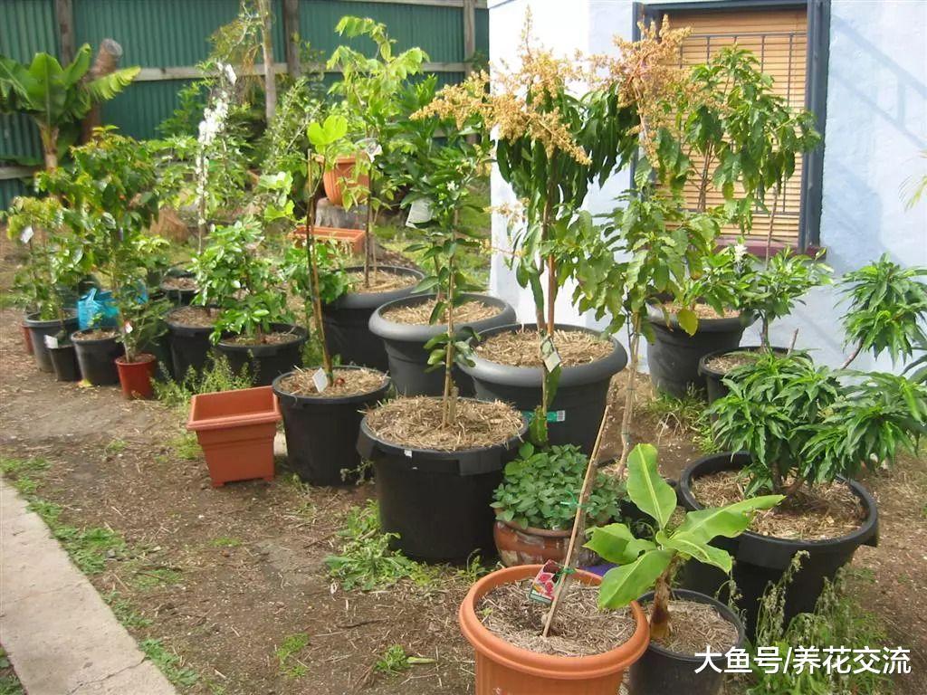 6种可以在阳台上快速生长的盆栽水果