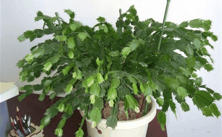 蟹爪兰叶子软塌塌? 赶紧浇点它, 猛爆花芽!