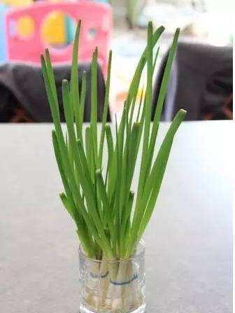 家里“姜”发芽别扔, 切块放土里, 1周长芽成盆栽!
