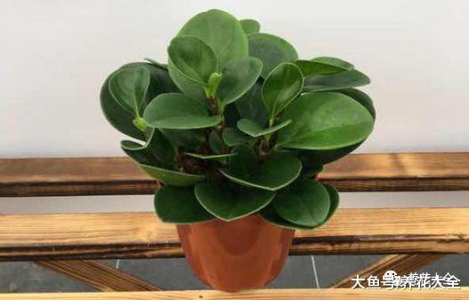 用玩手机的时间, 养一盆豆瓣绿, 帮眼睛做个“按摩”!