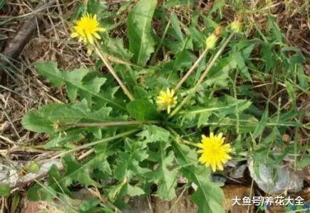 蒲公英祛火清热, 能喝又能吃, 再不挖就老了!
