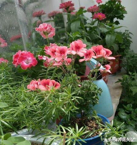 10块钱的天竺葵, 花球连开2个月, 阳台都挤爆了!