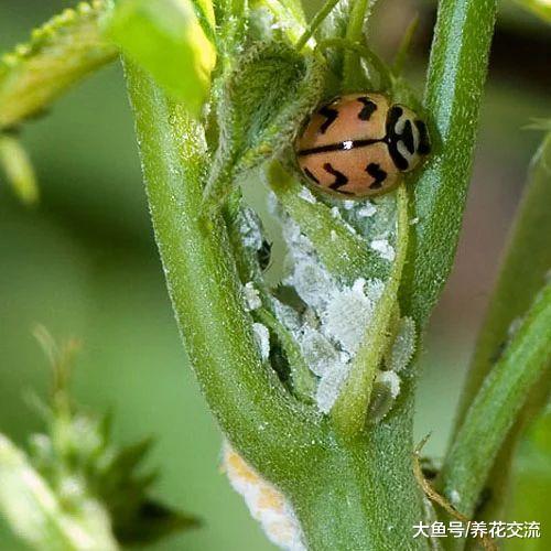 室内植物花卉上常见的五种病虫害, 用这些方法就能清除