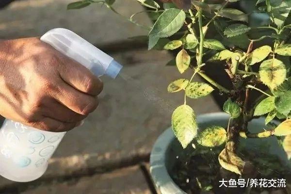 养护月季花夏季最容易出现的七个病虫害, 新手要这么解决这些难题