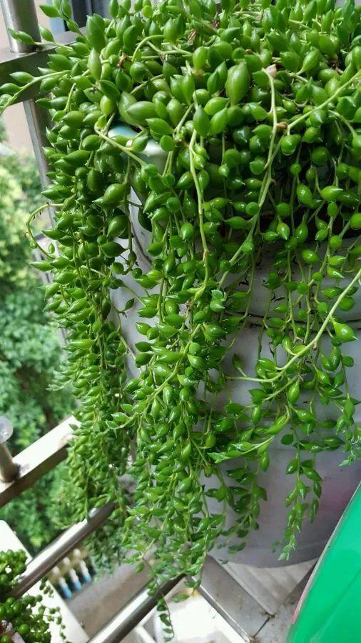 2种料掺一起, 堪比养花组合拳, 大冬天也能呼呼长个!