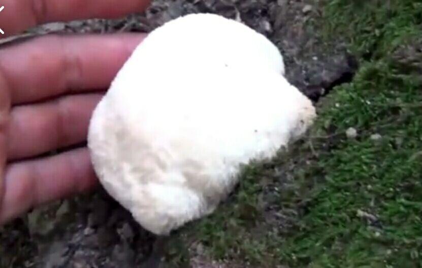 男子野外看到许多白球, 走近一看高兴了
