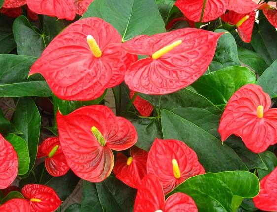 养护“红掌”, 这一招你要用, 开花艳丽, “叶片”绿到冒油!