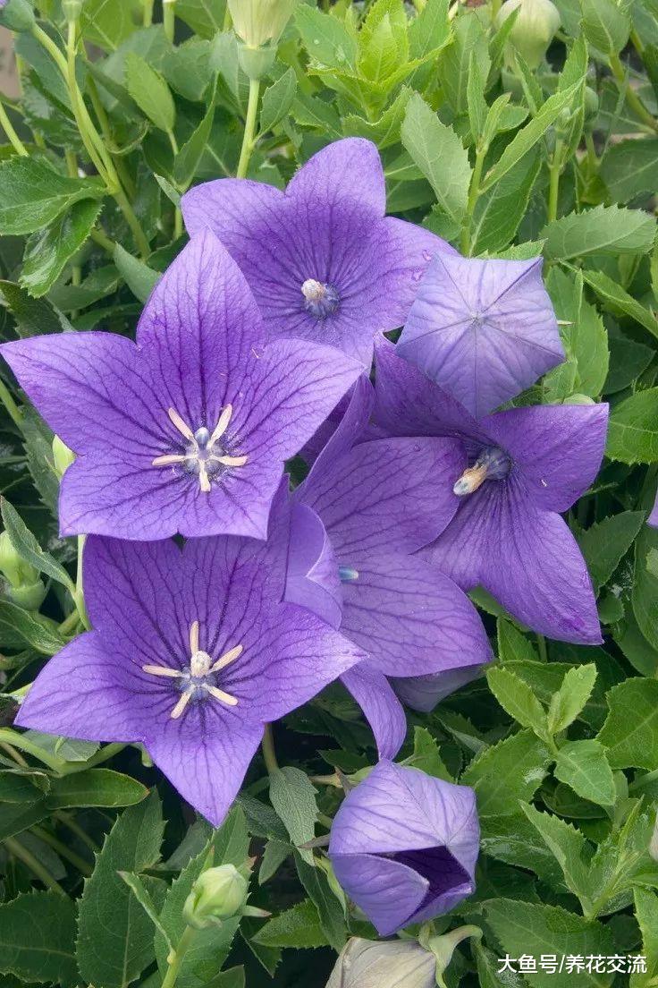 这9种植物都有紫色的花朵, 大部分都是可以养在室内的