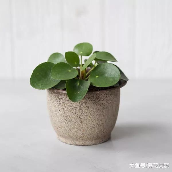 长相可爱的镜面草盆栽, 摆放在桌面上特别精致清新