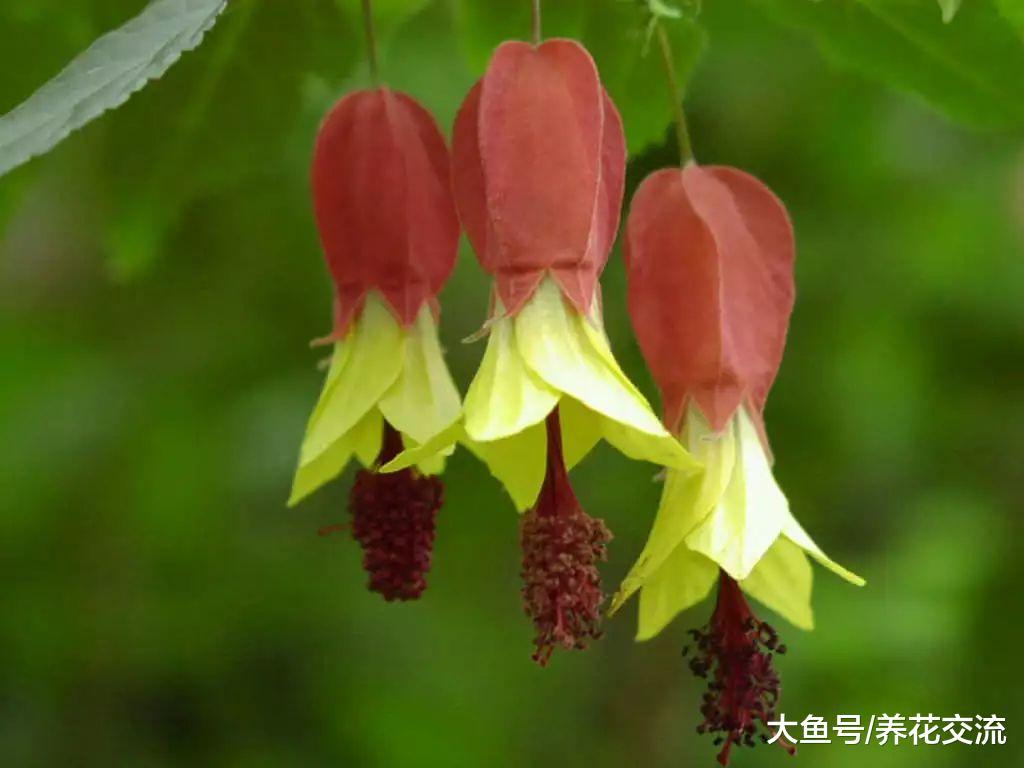 几种特别容易开花的爬藤植物, 在花盆搭设支架就能生长旺盛