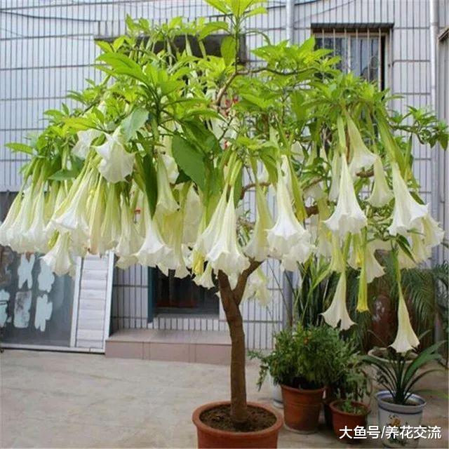 这种花卉看起来迷人至极, 但花果和茎叶都是有剧毒, 避免采摘