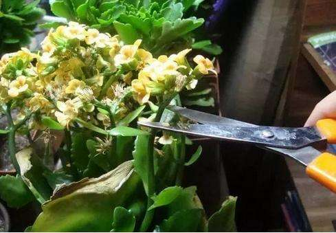 长寿花开败后, 对准枝条“来一刀”, 花能旺盛再开一茬!