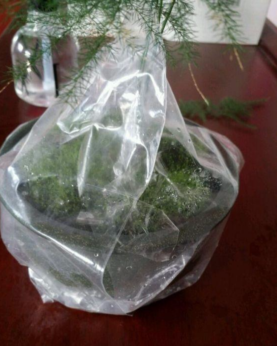 红花配绿叶, 青苔配盆栽! 给文竹盆里种上一层青苔, 颜值高了!