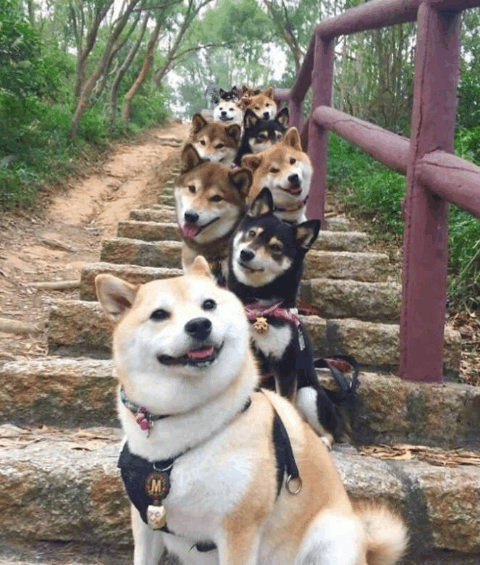 这张照片叫做：[doge][二