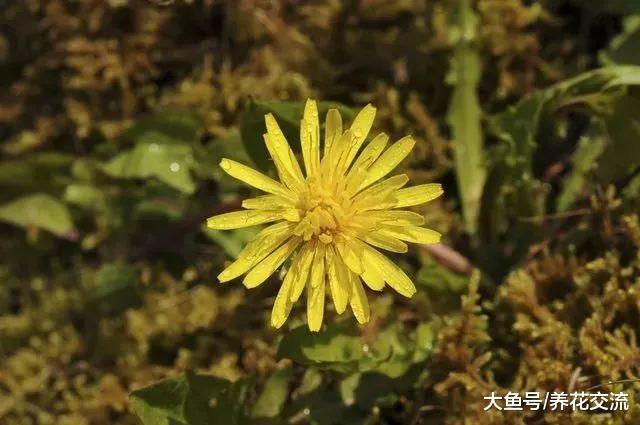 有小孩在家里应该养哪些花卉, 什么花是不适合养的?