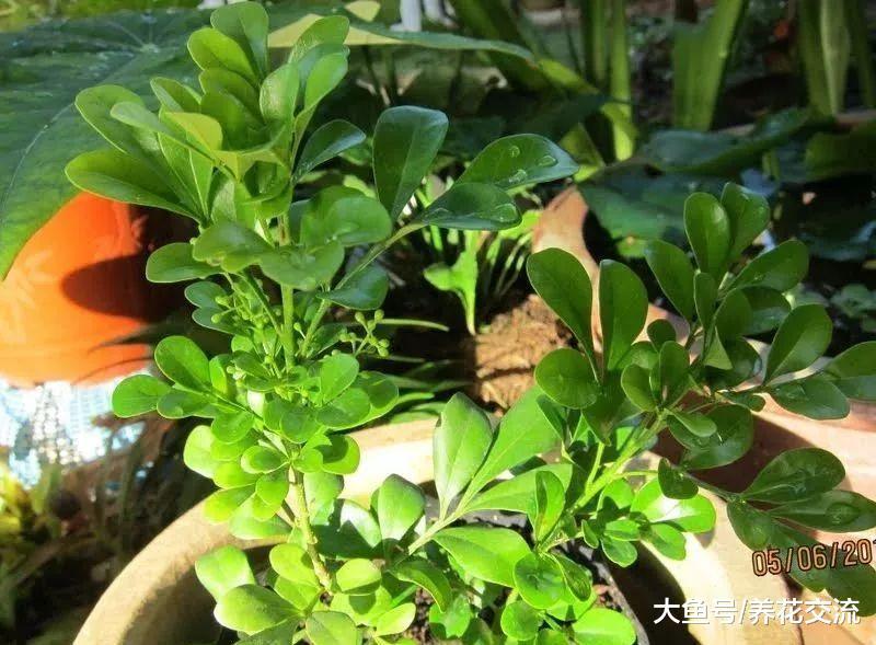 适合在夏季进行枝条扦插繁殖的花卉, 剪下来一段茎插土壤中变盆栽