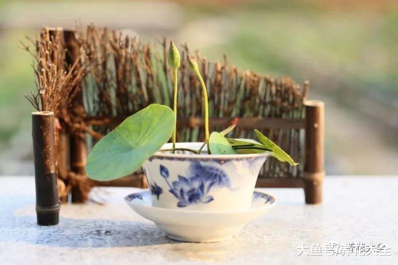 天热就在家养盆莲花, 不用出门都有花赏!