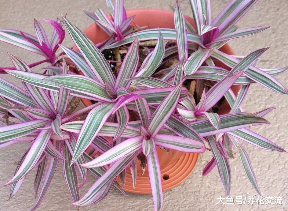 叶片斑斓, 花朵如同珍珠一般的蚌兰, 养在窗台上就能轻松开花