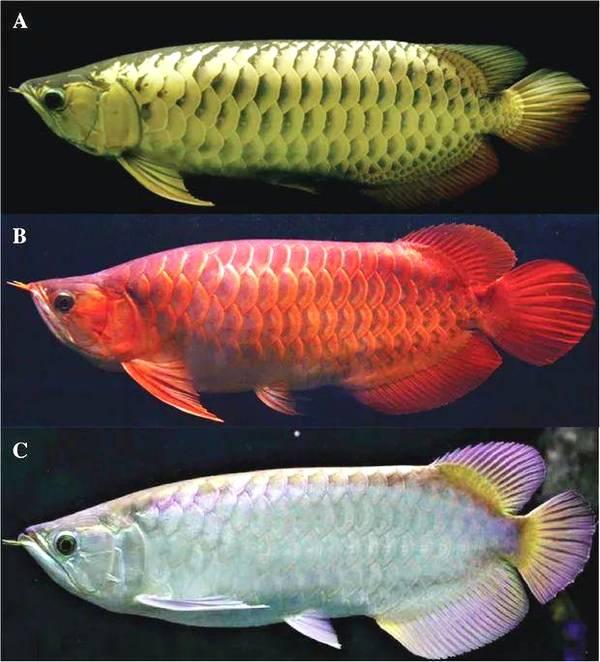 说正经的: 金龙鱼, 已经濒危了