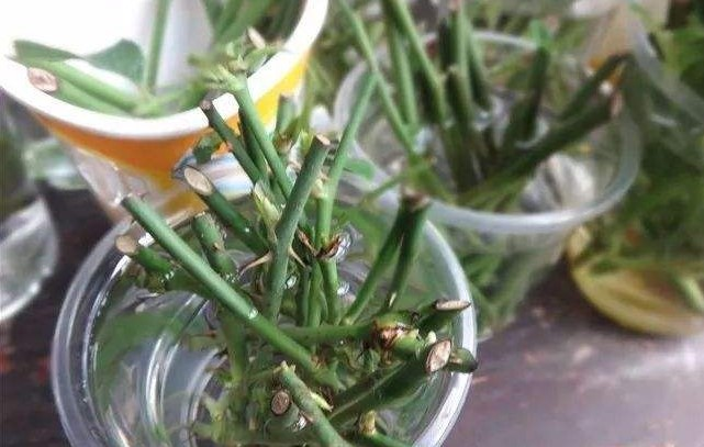 路上这“3种”东西快点捡, 拿来养花, 个个是“神器”, 用上爆盆