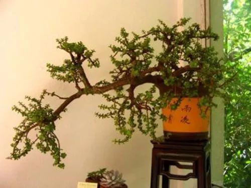 养花多年老司机说, 植物的这15个表现一定要及时处理!