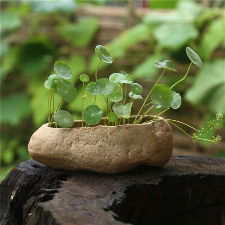 两种不值钱的草和石头, 经过简单的组合, 就是美翻的盆栽