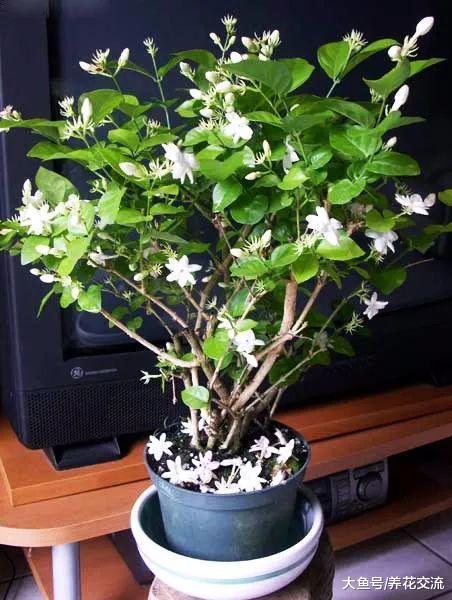 六种特别适合新手照顾的室内植物, 还能去掉家里的奇怪气味