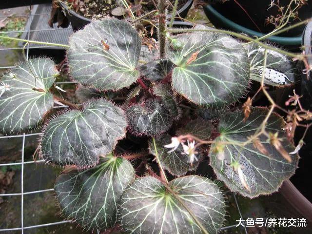 没想到虎耳草还能开出清新的小花, 叶片还有斑斓的色调