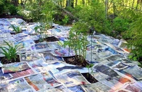 这东西一毛钱不值, 铺花盆里, 叶片肥大油绿长满盆!