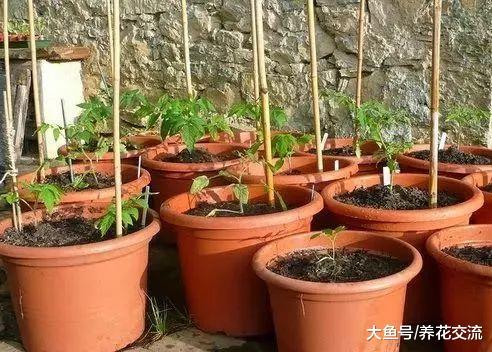 盆栽养护四红柿不断结果的关键, 这7点都要注意